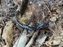 Plethodon kentucki