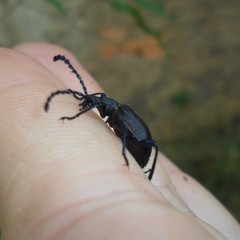 Prostenus