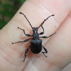 Prostenus