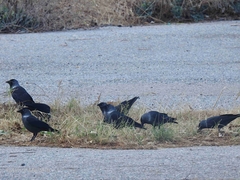 Corvus monedula soemmerringii