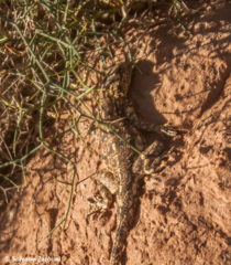 Agama bibronii