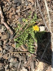 Taraxacum
