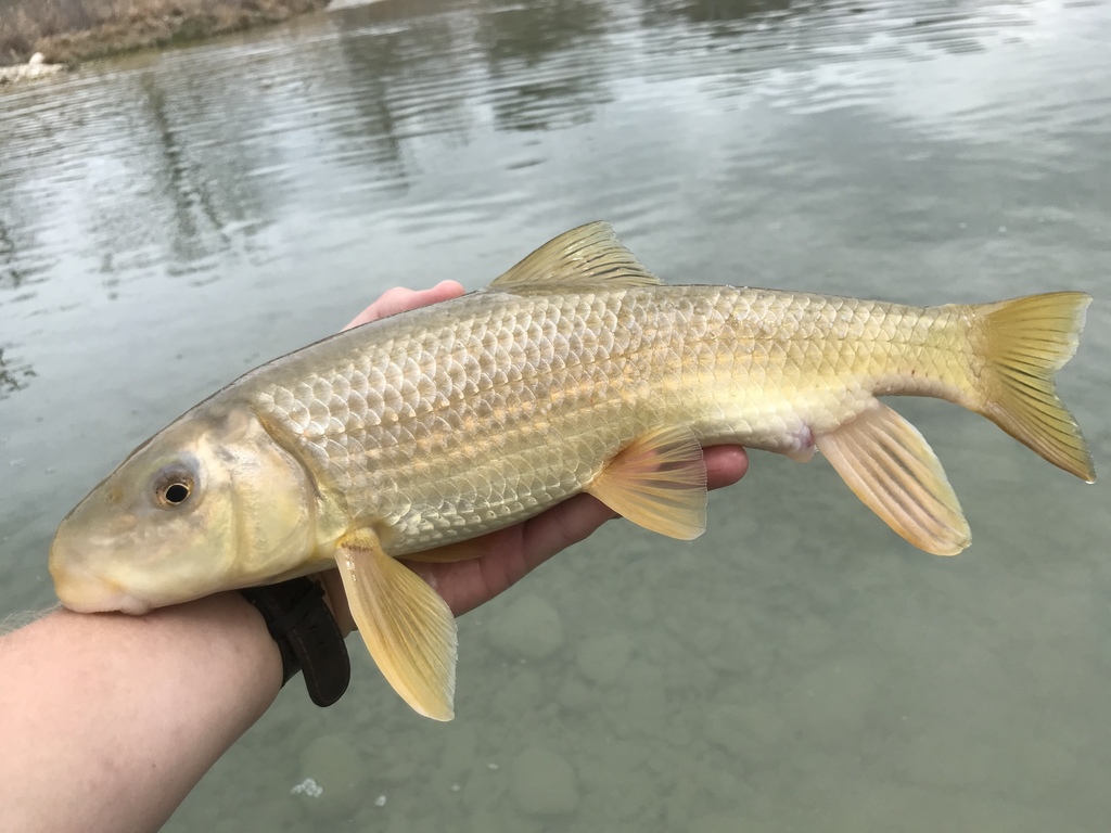Gray Redhorse