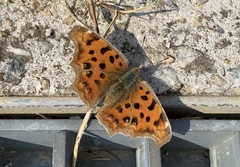 Polygonia c-aureum