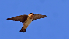 Cave Swallow photo 1