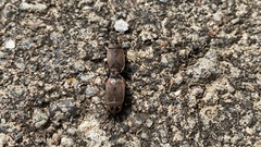 Pyrrhocoris sibiricus