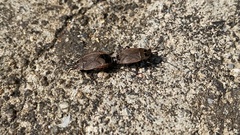 Pyrrhocoris sibiricus