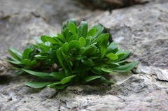 Silene sessionis