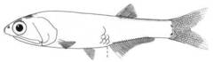 Atlantic Anchoveta photo 3