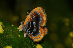Sarota lasciva