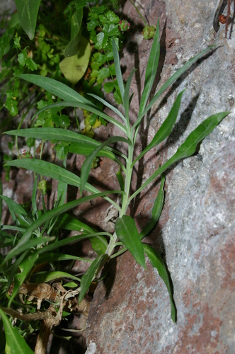 Erysimum cheiri subsp. inexpectans image