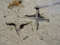 Astropecten polyacanthus