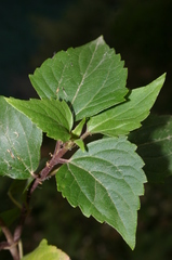 Ageratina adenophora image