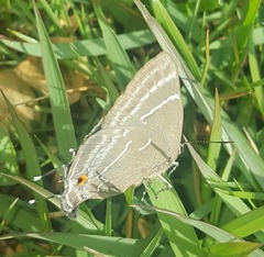Parrhasius selika