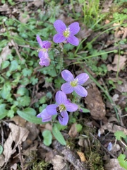 Cardamine nuttallii