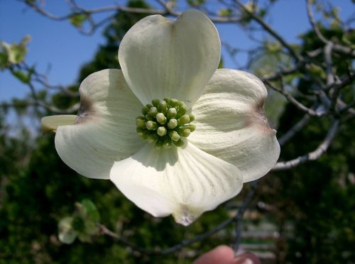 Flowering Dogwood (benthamidia Florida) · Inaturalist