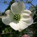 Flowering Dogwood - Photo (c) KENPEI, some rights reserved (CC BY-SA)