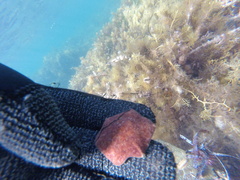 Meridiastra medius