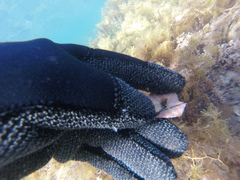 Meridiastra medius