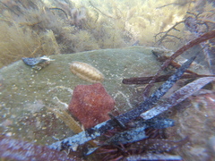 Meridiastra medius