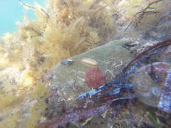 Meridiastra medius