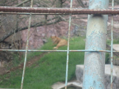 Panthera