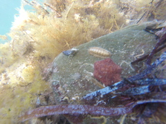 Meridiastra medius