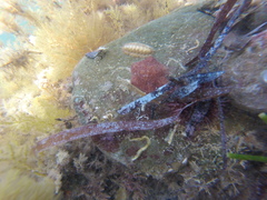 Meridiastra medius