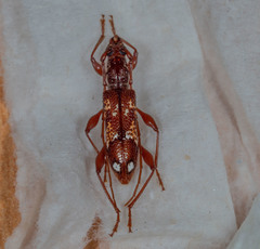 Coptocercus biguttatus