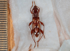 Coptocercus biguttatus