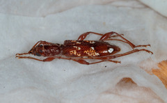 Coptocercus biguttatus