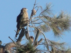 Daptrius chimango chimango