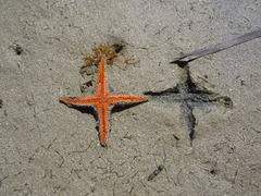 Astropecten polyacanthus