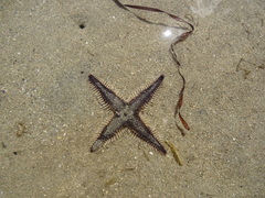 Astropecten polyacanthus