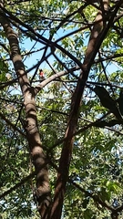 Pheucticus ludovicianus