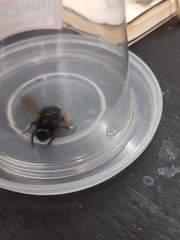 Xylocopa tabaniformis melanura