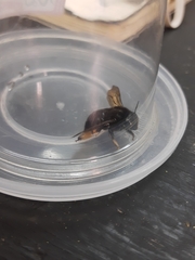 Xylocopa tabaniformis melanura