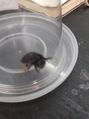 Xylocopa tabaniformis melanura