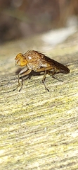 Suillia quinquepunctata