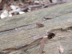 Suillia quinquepunctata