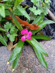 Dianthus chinensis × barbatus