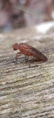 Suillia quinquepunctata