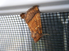 Papaipema harrisii