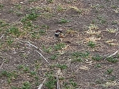 Passer domesticus