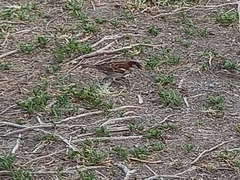 Passer domesticus