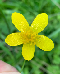 Ranunculus occidentalis occidentalis