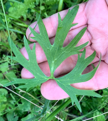 Ranunculus occidentalis occidentalis