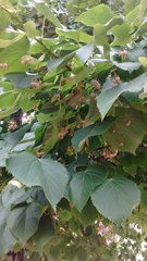 Tilia moltkei