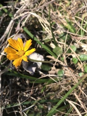 Coreopsis auriculata