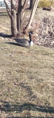 Branta canadensis
